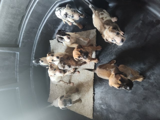 European Great Dane Puppies Available Now