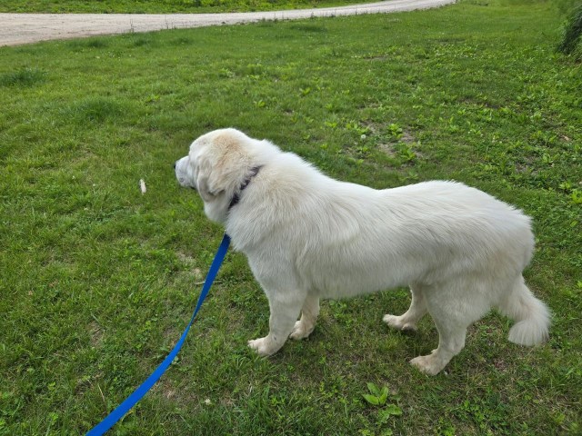 Fluffy guardian angel available - Purebred Great Pyrenees for sale