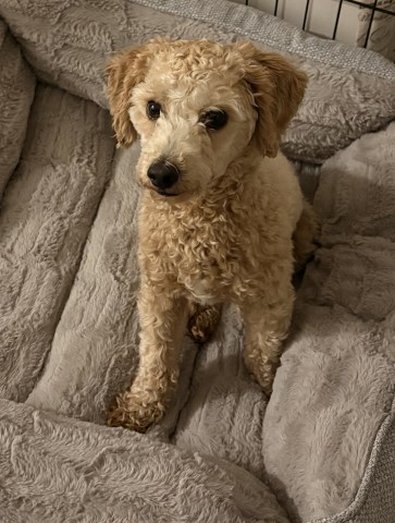 Bichon Frise puppy for sale + 67289