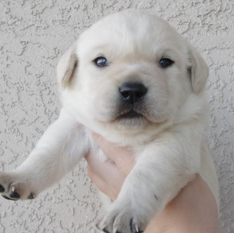 Gorgeous English Cream Golden Retrievers, Labs, and Goldadors (Golden X Lab) Ready 3/22 & 4/5
