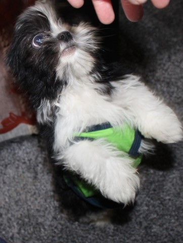 Mi Ki puppy for sale + 64542