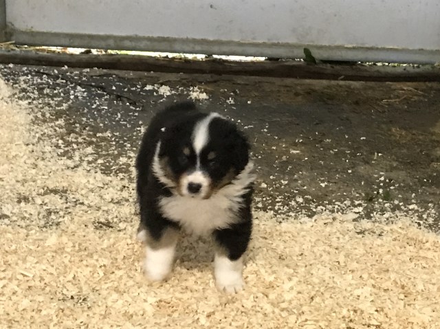 Australian Shepherd Dog puppy for sale + 48862