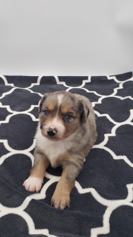 Miniature Australian Shepherd