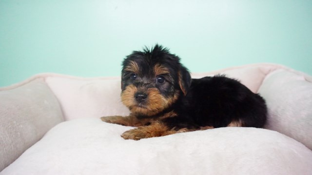 Yorkie Puppy – Male- George ($1,499)