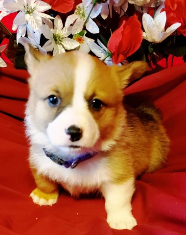 Pembroke Welsh Corgi puppy for sale + 64451