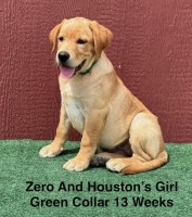 AKC Female Light Fox Red And Yellow Labrador Puppies Labrador Retriever for sale/adoption