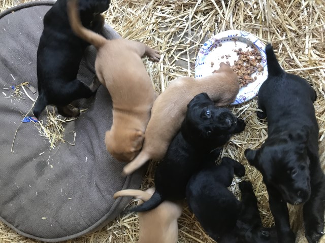 Labrador Retriever puppy for sale + 57971