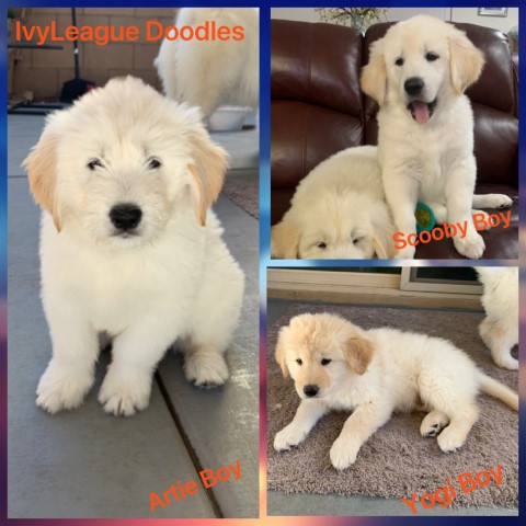 California Fluffy Cream and Tan Goldendoodles / Samoyed Males Available
