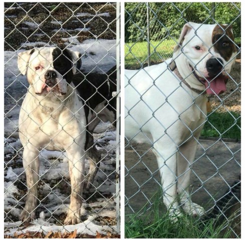 American Bulldog NKC