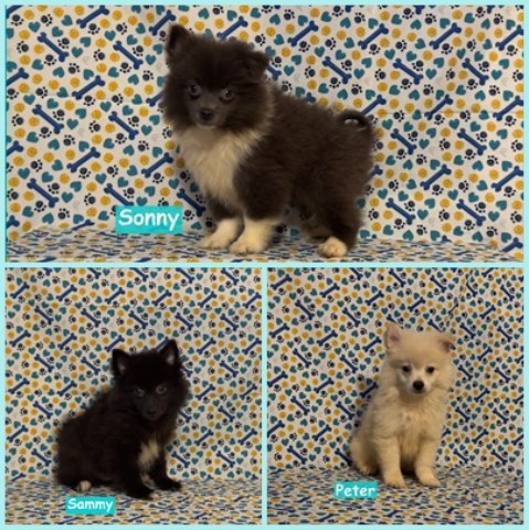 Pomimo male puppies
