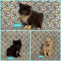 Pomimo male puppies American Eskimo Dog for sale/adoption