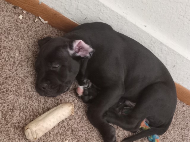 Cane corso/pitbull pups