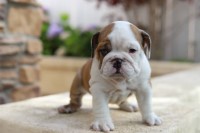 English Bulldog thumbnail