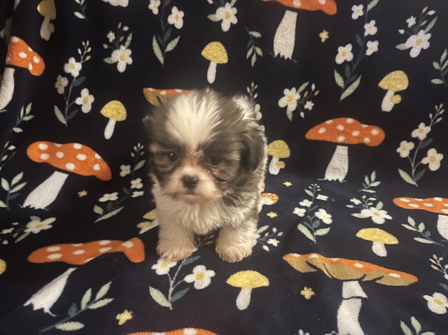 Adorable Shih Tzu girl puppy boy puppy