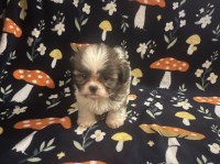 Last Puppy Listed