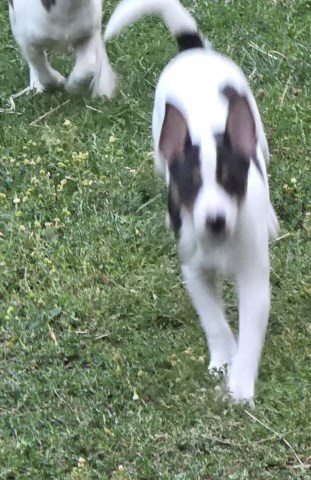 Rawhide Rat Terriers I
