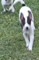 Rawhide Rat Terriers I Rat Terrier for sale/adoption