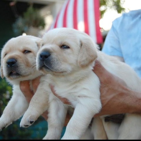 Labrador Retriever puppy for sale + 52598