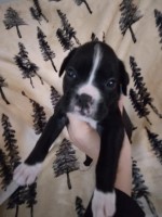 AKC European seal male Boxer for sale/adoption
