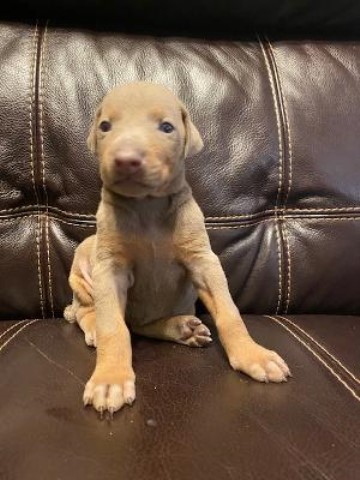AKC Doberman puppies