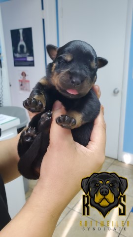 AKC German Rottweiler Puppies