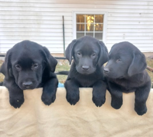 English Labrador Retrievers Trained