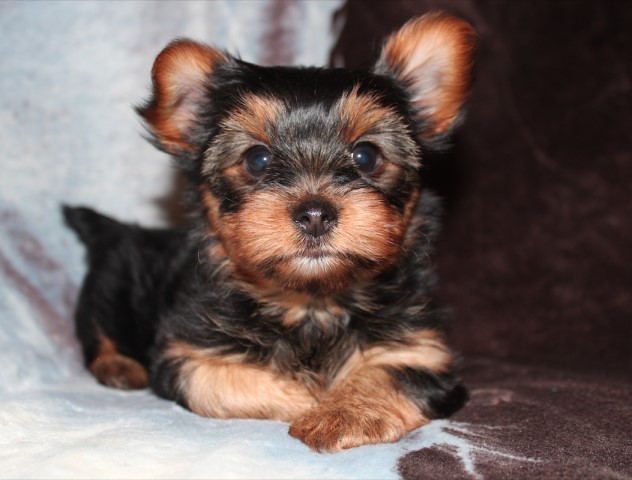 Beautiful CKC reg. Yorkshire Terrier Female Puppy