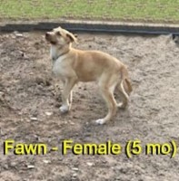 5-month-old (Fawn) For Sale (No Papers) Malinois for sale/adoption