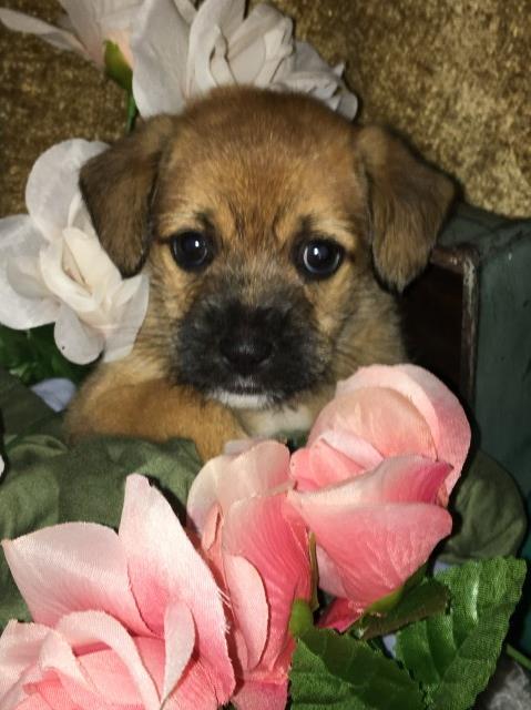 Micro Ckc Registered Morkie puppies
