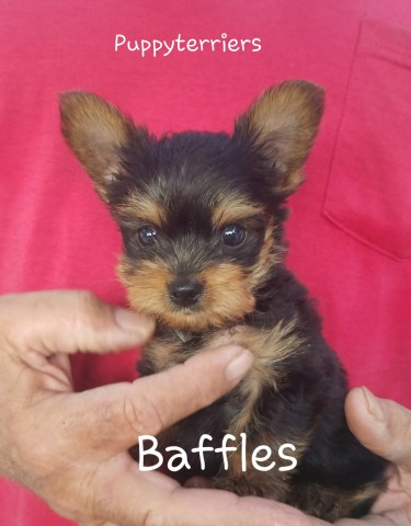 AKC YORKSHIRE TERRIERS FUR BABIES