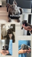 ORIGINAL EUROPE BLACK/BLUE FRENCHE BULLDOGS French Bulldog for sale/adoption