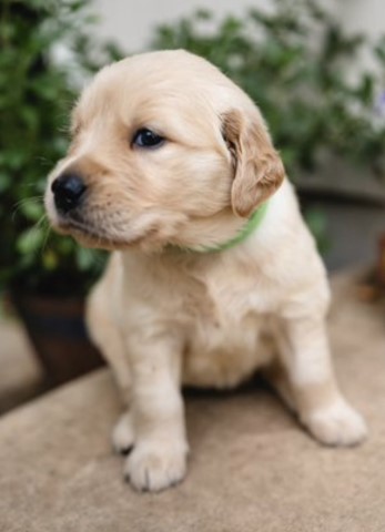 AKC Golden Retriever Puppies