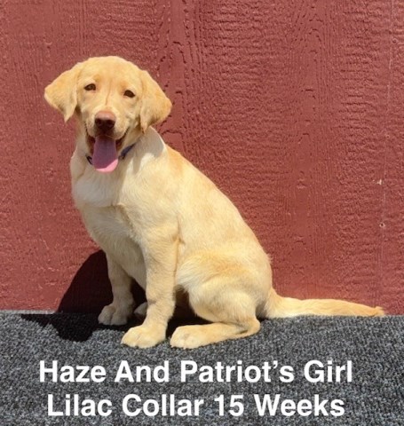 AKC Champagne/Yellow Lab Puppies