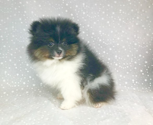 Pomeranian puppy for sale + 66305