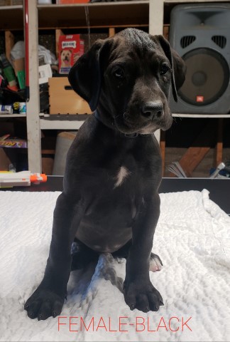 Great Dane puppy for sale + 61356