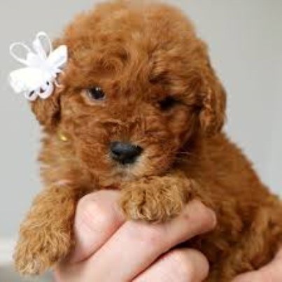 Golden Doodles For Sale