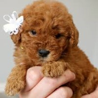 Golden Doodles For Sale Goldendoodle for sale/adoption