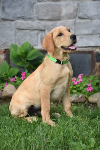 Akc Yellow Labrador Puppies