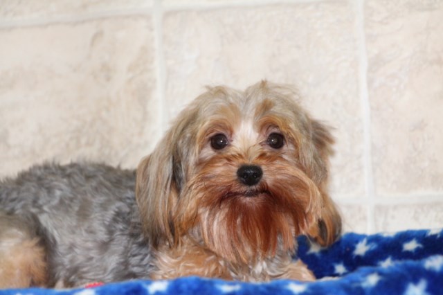 AKC Quality Yorkshire Terriers