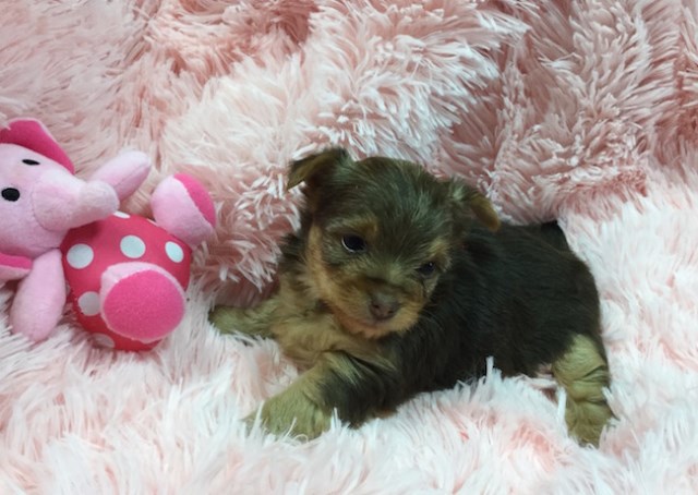 Yorkshire Terrier puppy for sale + 47907