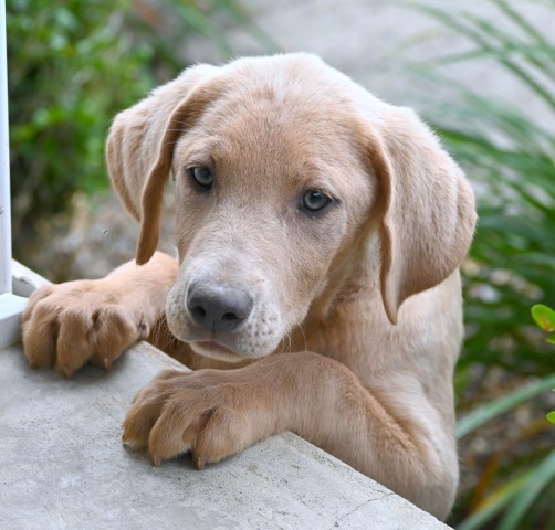 AKC Champagne, Charcoal, & Silver Labrador Retriever Puppies
