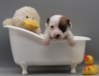 Parson Russell Terrier thumbnail