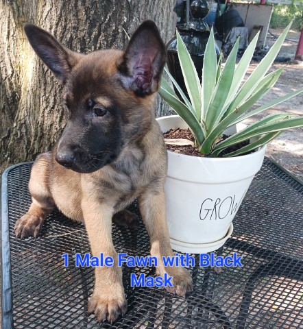 Malinois puppy for sale + 64828