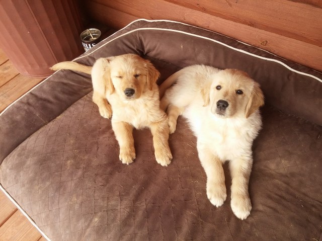 Golden Retriever Pups