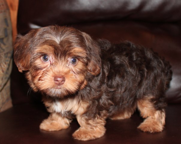 Male Chocolate Yorkie Puppy