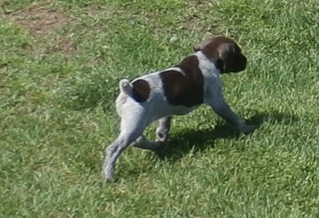 German Shorthaired Pointer puppy for sale + 52849