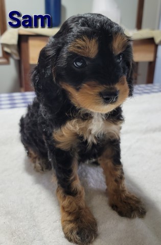 Poodle Miniature puppy for sale + 65269