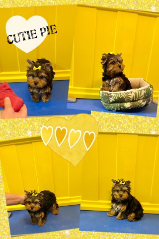 Yorkshire Terrier puppy for sale + 62536