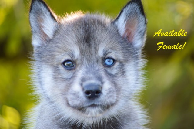 AKC Siberian Husky Puppies Available!