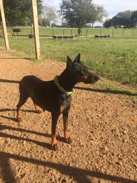 Doberman Pinscher puppy for sale + 54719